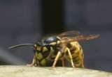Wasp Nest Removal Croydon, Croydon