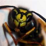 Wasp Nest Removal Croydon, Croydon