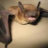 Bat removal service, Newyork
