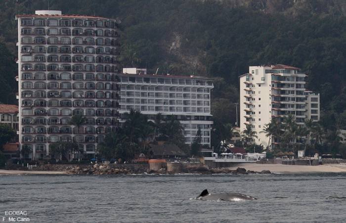  Profile Photos of VACATIONS IN PUERTO VALLARTAÂ´S PARADISE VALLARTA-CONDOS.COM Carretera a Mismaloya Km 8.5 - Photo 25 of 27