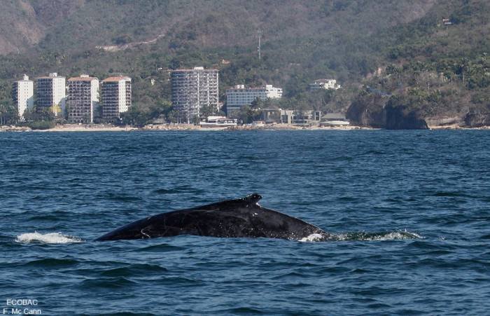  Profile Photos of VACATIONS IN PUERTO VALLARTAÂ´S PARADISE VALLARTA-CONDOS.COM Carretera a Mismaloya Km 8.5 - Photo 6 of 27