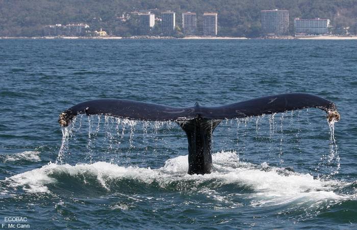  Profile Photos of VACATIONS IN PUERTO VALLARTAÂ´S PARADISE VALLARTA-CONDOS.COM Carretera a Mismaloya Km 8.5 - Photo 4 of 27