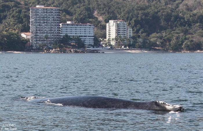  Profile Photos of VACATIONS IN PUERTO VALLARTAÂ´S PARADISE VALLARTA-CONDOS.COM Carretera a Mismaloya Km 8.5 - Photo 1 of 27