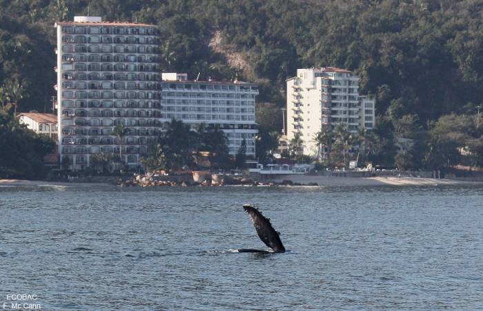 Profile Photos of VACATIONS IN PUERTO VALLARTAÂ´S PARADISE VALLARTA-CONDOS.COM Carretera a Mismaloya Km 8.5 - Photo 13 of 27