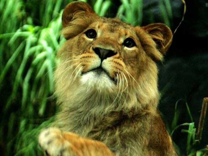  Profile Photos of Wildlife Tours in India 70, Lower Ground Floor, - Photo 5 of 5