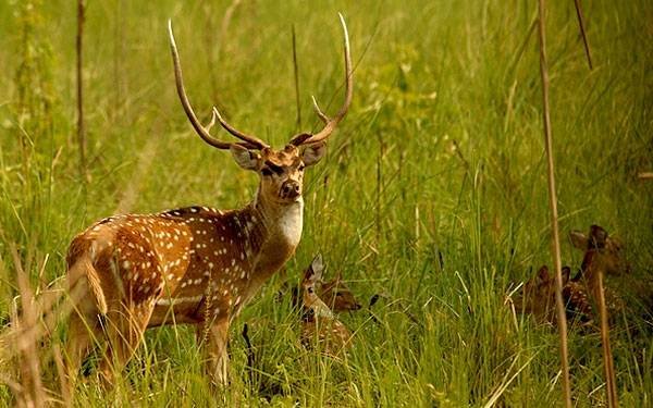  Profile Photos of Wildlife Tours in India 70, Lower Ground Floor, - Photo 2 of 5