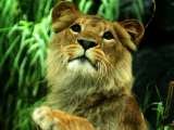  Wildlife Tours in India 70, Lower Ground Floor, 