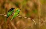  Wildlife Tours in India 70, Lower Ground Floor, 