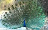 Wildlife Tours in India, World Trade Centre, Barakhamba Lane,
