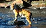 Wildlife Tours in India, World Trade Centre, Barakhamba Lane,
