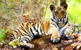Wildlife Tours in India, World Trade Centre, Barakhamba Lane,