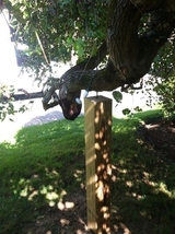 Elliott Tree, Holden