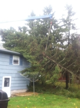 Elliott Tree, Holden