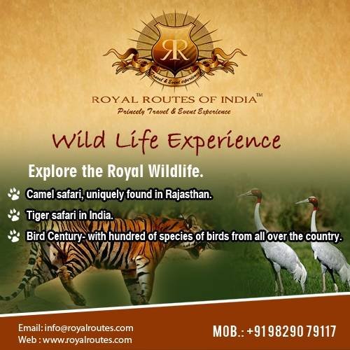  Profile Photos of Royal Routes of India 6, Geejgarh Vihar, Hawa Sarak Jaipur - Photo 15 of 31