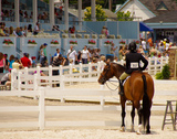  Northbrook Equestrian New Road,Offord Cluny ,St Neots 