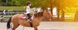 Northbrook Equestrian, St Neots
