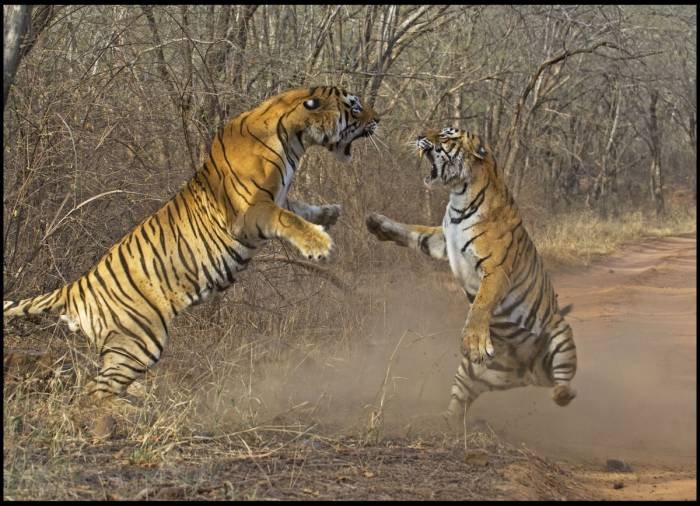  Profile Photos of Tour Packages Rajasthan B-11-12, Opp. Zanana Hospital, 1st Floor, Station Road - Photo 3 of 15