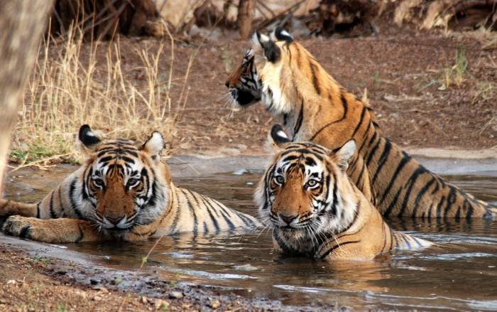  Profile Photos of Tour Packages Rajasthan B-11-12, Opp. Zanana Hospital, 1st Floor, Station Road - Photo 10 of 15