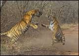 Tour Packages Rajasthan B-11-12, Opp. Zanana Hospital, 1st Floor, Station Road 