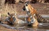  Tour Packages Rajasthan B-11-12, Opp. Zanana Hospital, 1st Floor, Station Road 