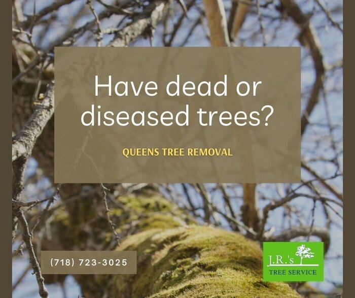  Queens Tree Service of JRs Tree Service 131-64 Hook Creek Blvd - Photo 5 of 16