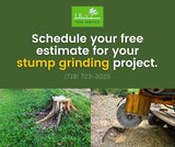 Schedule your free estimate for your stump grinding project.  https://www.google.com/maps?cid=15019104034999908654
, JRs Tree Service, Queens