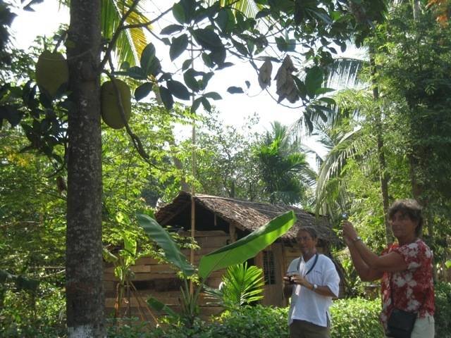 Jack-fruit tree MYTHO - BEN TRE (Mekong Delta) of PD TOURISM & TRADING CO., LTD. 516 Nguyen Chi Thanh st., - Photo 4 of 45