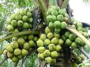 Coconut fruits MYTHO - BEN TRE (Mekong Delta) of PD TOURISM & TRADING CO., LTD. 516 Nguyen Chi Thanh st., - Photo 11 of 45