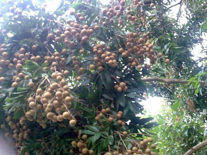 Longan fruit MYTHO - BEN TRE (Mekong Delta) of PD TOURISM & TRADING CO., LTD. 516 Nguyen Chi Thanh st., - Photo 17 of 45