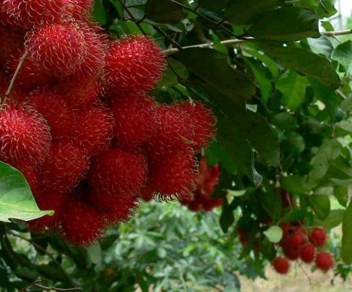 Rambutan tree MEKONG DELTA & FLOATING MARKETS of PD TOURISM & TRADING CO., LTD. 516 Nguyen Chi Thanh st., - Photo 23 of 30