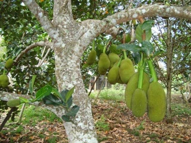  Jacgkfruits tree             MEKONG DELTA & FLOATING MARKETS of PD TOURISM & TRADING CO., LTD. 516 Nguyen Chi Thanh st., - Photo 22 of 30