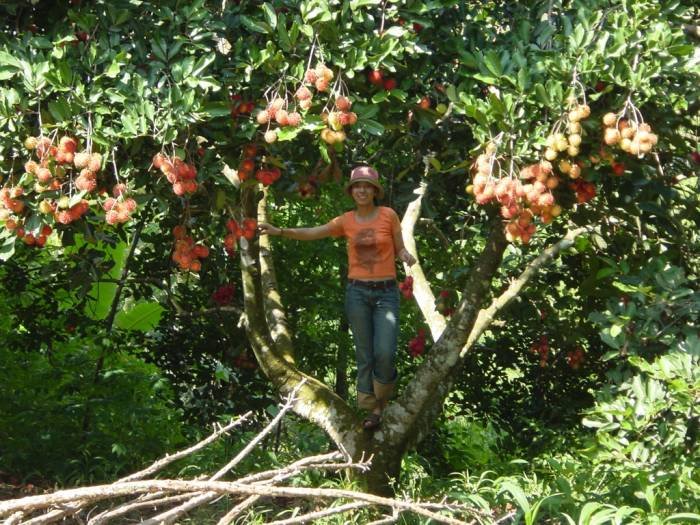 Rambutan tree                            MEKONG DELTA & FLOATING MARKETS of PD TOURISM & TRADING CO., LTD. 516 Nguyen Chi Thanh st., - Photo 2 of 30