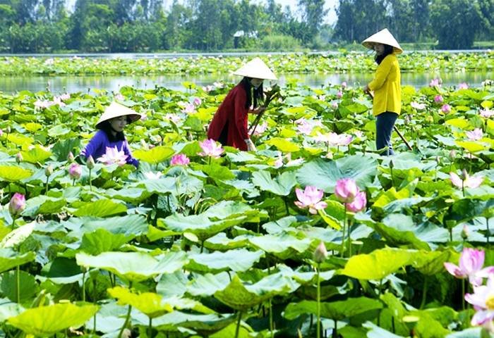 Lotus in DONG THAP  MEKONG DELTA & FLOATING MARKETS of PD TOURISM & TRADING CO., LTD. 516 Nguyen Chi Thanh st., - Photo 9 of 30