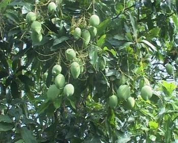 Mango tree MEKONG DELTA & FLOATING MARKETS of PD TOURISM & TRADING CO., LTD. 516 Nguyen Chi Thanh st., - Photo 8 of 30