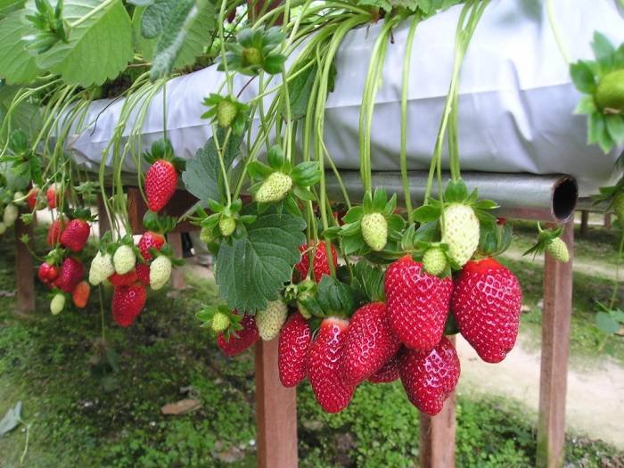 Strawbery tree DALAT - City of Love! of PD TOURISM & TRADING CO., LTD. 516 Nguyen Chi Thanh st., - Photo 5 of 12