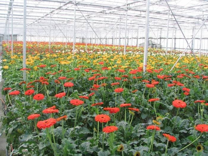 Flower garden DALAT - City of Love! of PD TOURISM & TRADING CO., LTD. 516 Nguyen Chi Thanh st., - Photo 6 of 12
