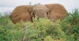  Absolute Nature Safaris 1630 