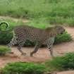  Absolute Nature Safaris 1630 