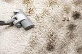  Wolf Carpet Cleaning 355 Roberts Ave 