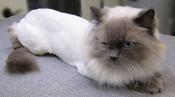  Profile Photos of North Balwyn Veterinary Clinic - Vaccinations, Training & Surgeon 288 Doncaster Road - Photo 5 of 7
