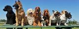  North Balwyn Veterinary Clinic - Vaccinations, Training & Surgeon 288 Doncaster Road 