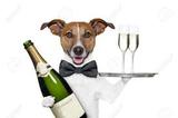  North Balwyn Veterinary Clinic - Vaccinations, Training & Surgeon 288 Doncaster Road 