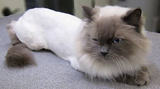 North Balwyn Veterinary Clinic - Vaccinations, Training & Surgeon, North Balwyn