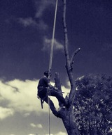 TheTreeExpert.org, Bromley
