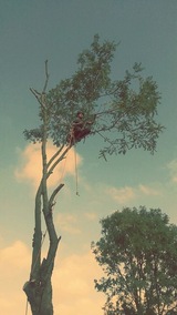 TheTreeExpert.org, Bromley