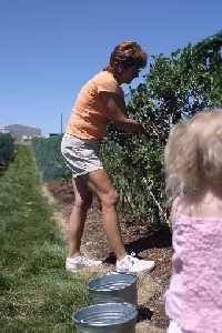  Profile Photos of All Natural U-Pick Yakima 11901 Zier Rd - Photo 3 of 19