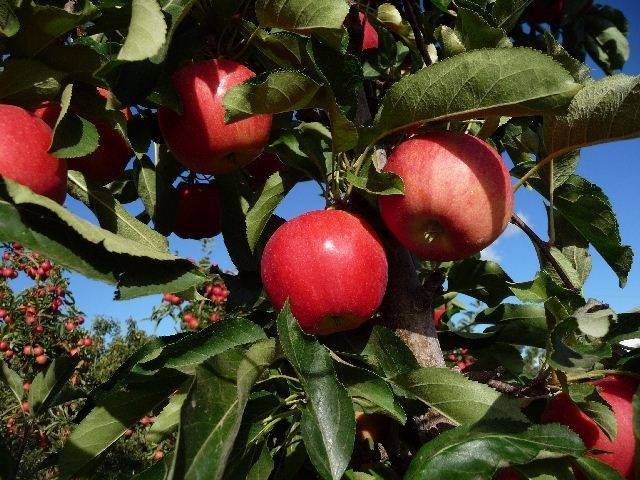  Profile Photos of All Natural U-Pick Yakima 11901 Zier Rd - Photo 1 of 19