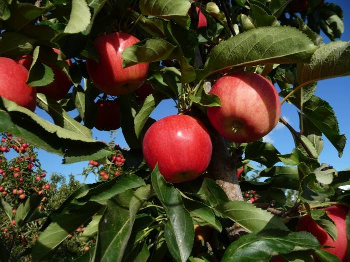  Profile Photos of All Natural U-Pick Yakima 11901 Zier Rd - Photo 8 of 19