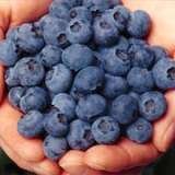  All Natural U-Pick Yakima 11901 Zier Rd 