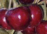 All Natural U-Pick Yakima 11901 Zier Rd 